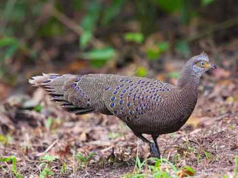 凤凰：传说中的鸟原型探秘（孔雀雉）