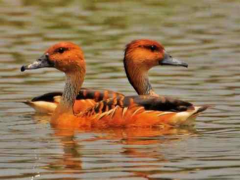 欣赏:美丽的树鸭 欣赏:美丽的树鸭