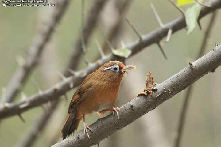 画眉饲养知识大全：画眉300问