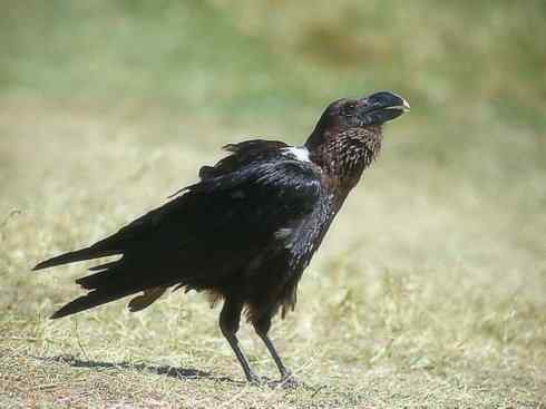 奇特的盔：厚嘴渡鸦