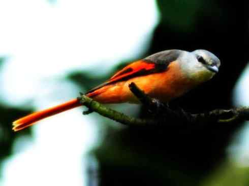 美丽无罪：雀鸟之山椒鸟