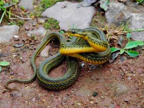 龙：传说的兽原型探秘（水蛇类）