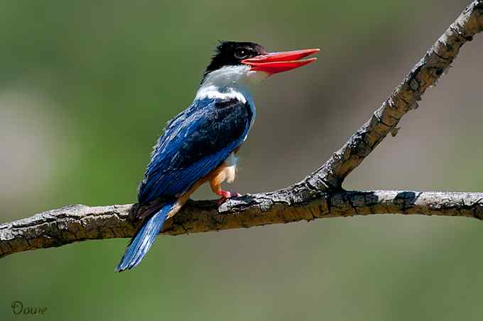 “蓝妃”扑春蜓