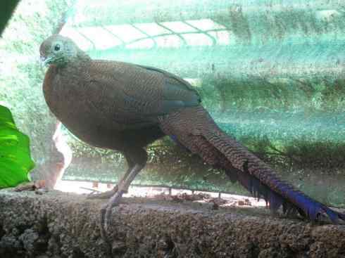 凤凰：传说中的鸟原型探秘（孔雀雉）