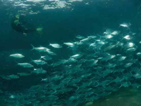 鱼类活化石：虱目鱼