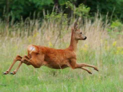 麒麟：传说的兽原型探秘（驼鹿）
