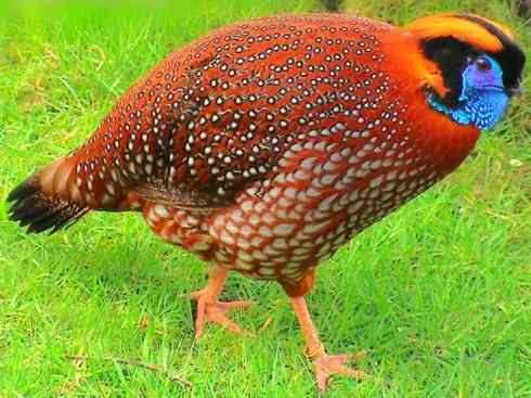 凤凰：传说中的鸟原型探秘（锦鸡）