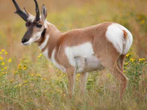 麒麟：传说的兽原型探秘（叉角羚）
