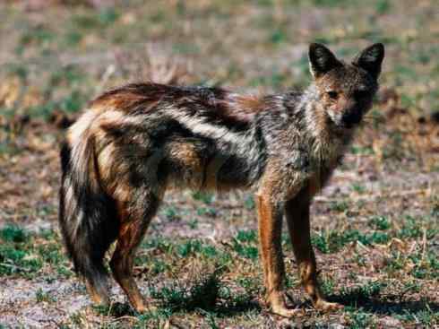 狈：传说的兽原型探秘（豺）