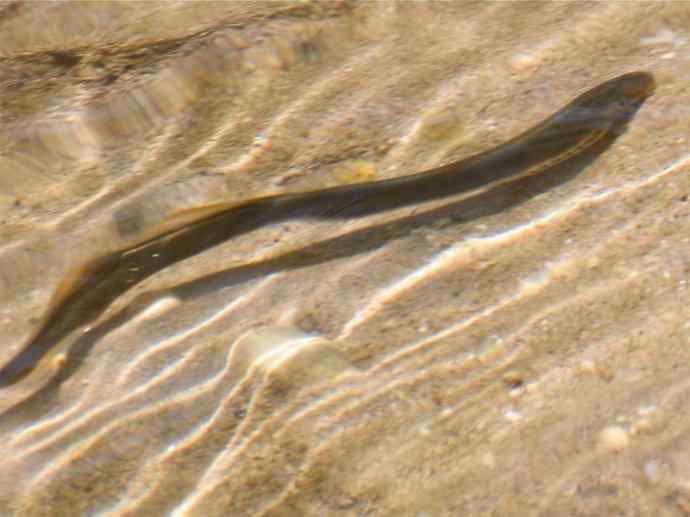 鱼类活化石：背眼七鳃鳗