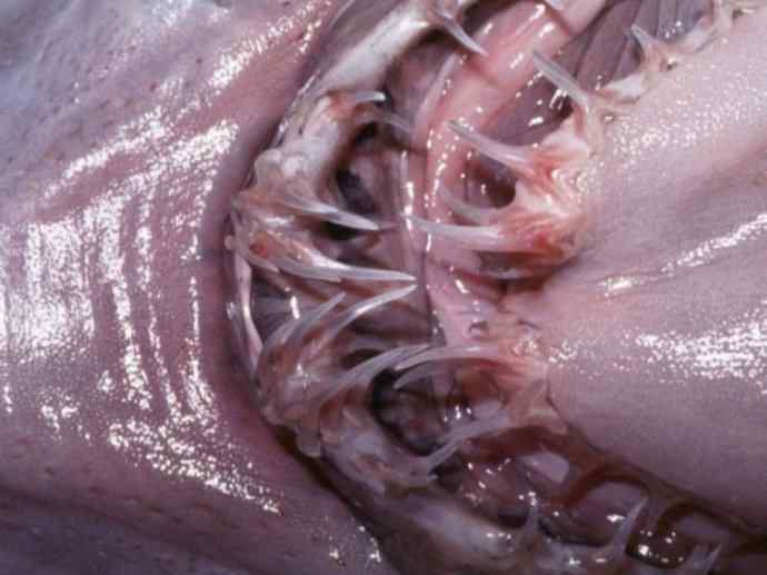 鱼类活化石：魔鬼鲨