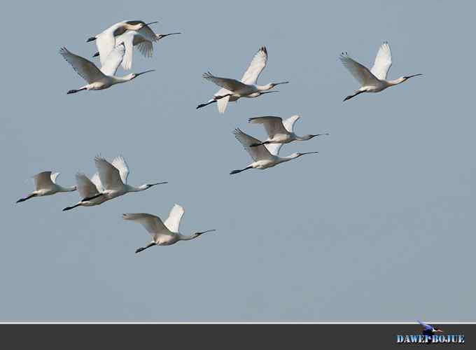 迁徙的鸟：邂逅白琵鹭