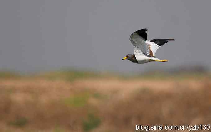 鸟的天堂10鈥斺斘诹核睾５呐浣牵汉旖硼郑浚ㄗ橥迹