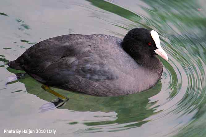 【亚平宁半岛之旅 wbr. wbr角逐白骨顶】