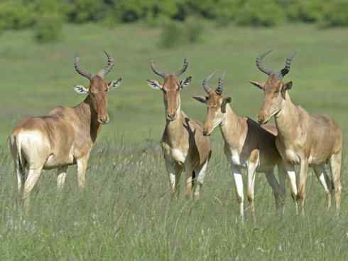 麒麟：传说的兽原型探秘（狷羚）