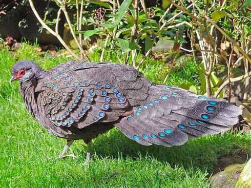 凤凰：传说中的鸟原型探秘（孔雀雉）