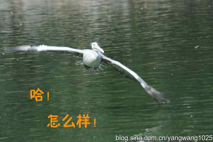 舞（大鹈鹕之舞）