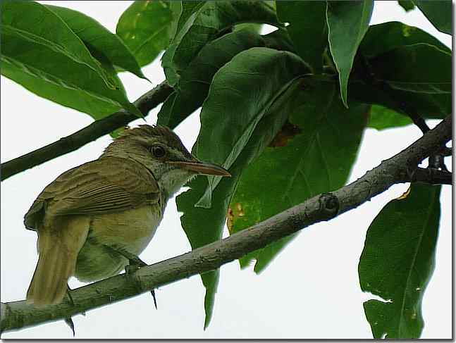 奥体公园观赏大苇莺