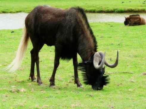 自然奇观：动物大迁徙(非洲大迁徙)
