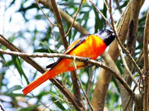 美丽无罪：雀鸟之山椒鸟