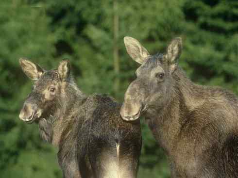 麒麟：传说的兽原型探秘（驼鹿）