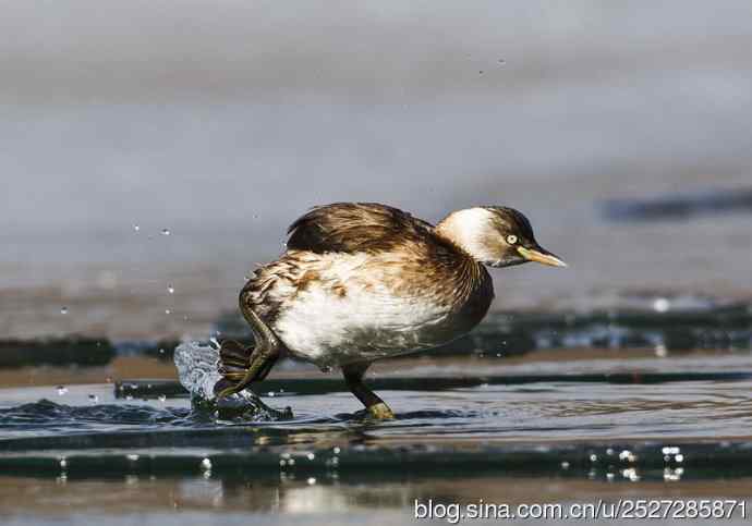 北京野鸟摄影——冰上小鸊鷉