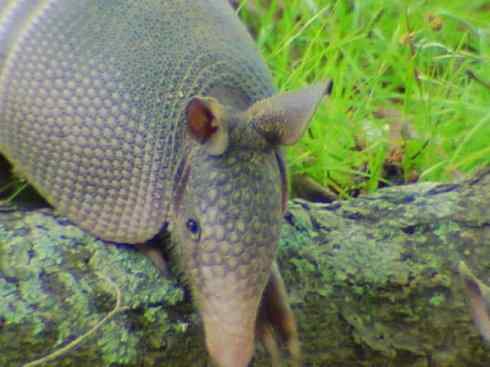 动物世界：山寨还是原创之六