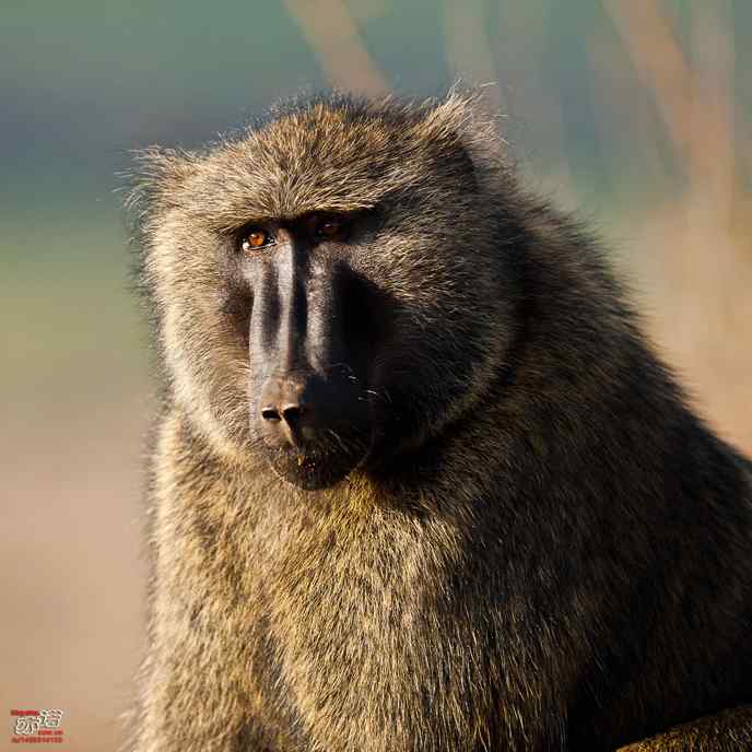 近距离拍到的野生动物