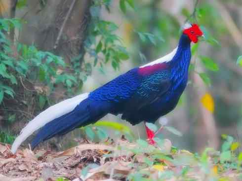 凤凰：传说中的鸟原型探秘（鹇）