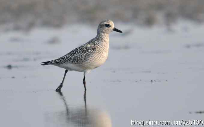 北戴河迁徙鸟——灰斑鸻（组图）