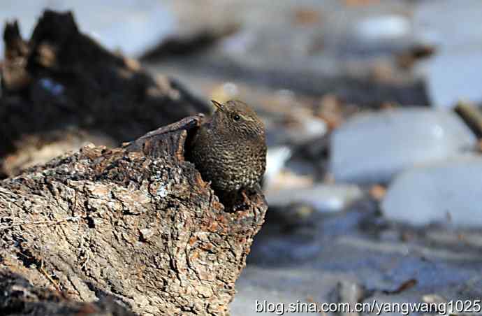 恋窝的鹪鹩 wbr1