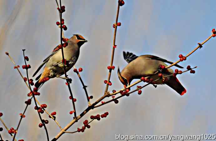 太平鸟（抓拍）2