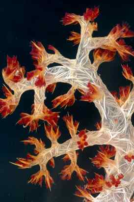 人类第一次完成海洋物种普查：23万种海洋生物