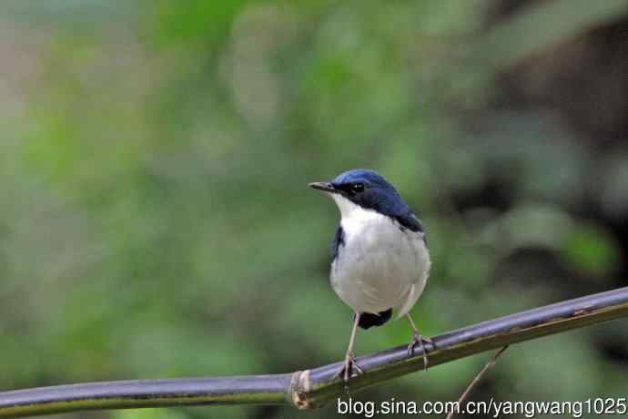 雄性蓝歌鸲（16）