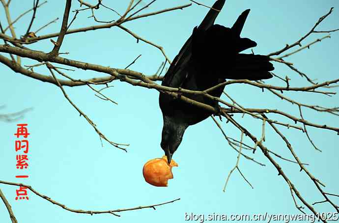 聪明的乌鸦 wbr1 聪明的乌鸦 wbr1