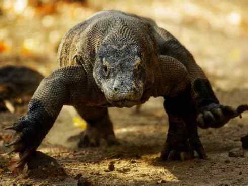 自然奇观：动物大迁徙(绿鬣蜥）