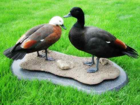 白头鸟系列:另类的美丽9 白头鸟系列:另类的美丽9