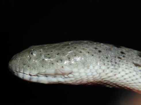 龙：传说的兽原型探秘（水蛇类）