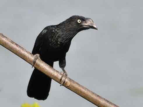 奇特的盔：大犀鹃