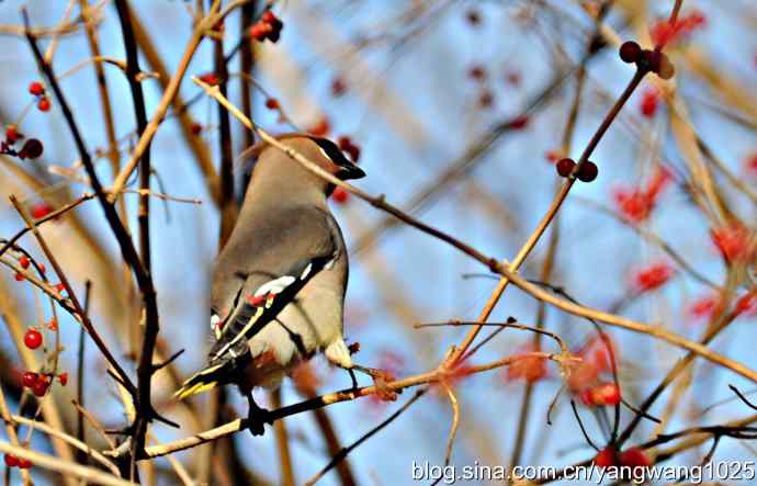 太平鸟（抓拍）2