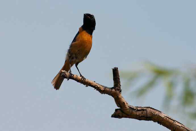 蓝翠黑卷儿和北红