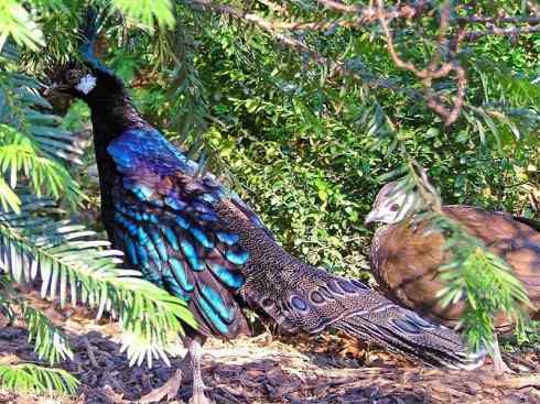 凤凰：传说中的鸟原型探秘（孔雀雉）