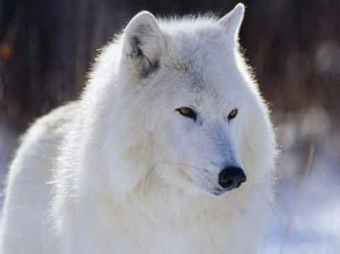 犬科：犬亚科犬属之灰狼