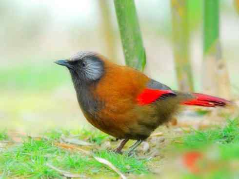 美丽无罪：雀鸟之噪鹛