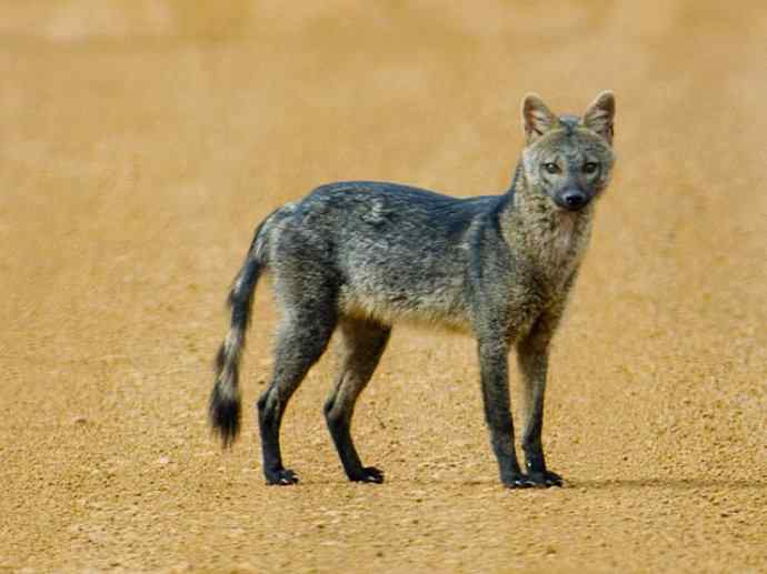 犬科：狐亚科食蟹狐属之食蟹狐