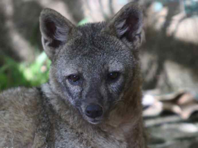犬科：狐亚科食蟹狐属之食蟹狐
