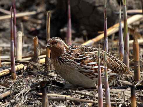 凤凰：传说的鸟原型探秘（鹌鹑）