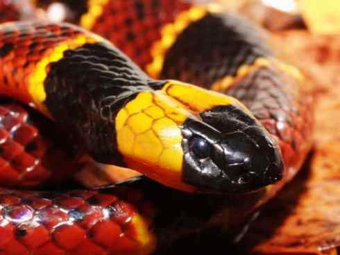 龙：传说的兽原型探秘（环蛇类）