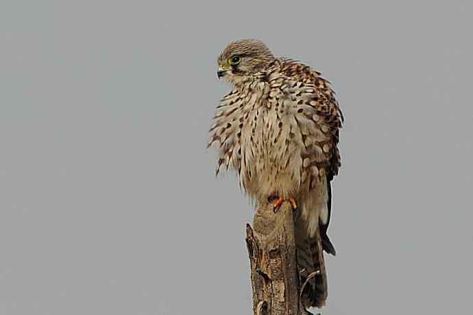 周末约会去（野鸭湖的红隼）