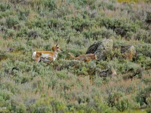麒麟：传说的兽原型探秘（叉角羚）